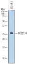 Coiled-Coil Domain Containing 134 antibody, MAB7786, R&D Systems, Western Blot image 