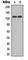 Ataxin 1 antibody, abx121842, Abbexa, Western Blot image 