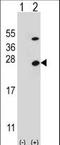 ATP synthase subunit O, mitochondrial antibody, LS-B9288, Lifespan Biosciences, Western Blot image 