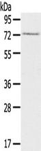 RAD17 Checkpoint Clamp Loader Component antibody, TA350323, Origene, Western Blot image 