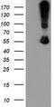 N-chimaerin antibody, LS-C174128, Lifespan Biosciences, Western Blot image 