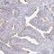 NME/NM23 Family Member 9 antibody, NBP2-48719, Novus Biologicals, Immunohistochemistry frozen image 