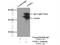 Nth Like DNA Glycosylase 1 antibody, 14918-1-AP, Proteintech Group, Immunoprecipitation image 