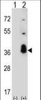 Serine And Arginine Rich Splicing Factor 1 antibody, LS-C169019, Lifespan Biosciences, Western Blot image 