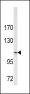Collagen Type VI Alpha 1 Chain antibody, PA5-13533, Invitrogen Antibodies, Western Blot image 