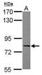 RAB, Member RAS Oncogene Family Like 6 antibody, GTX117887, GeneTex, Western Blot image 