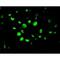 Caspase 10 antibody, GTX22012, GeneTex, Immunofluorescence image 