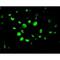 Caspase 10 antibody, GTX22012, GeneTex, Immunofluorescence image 