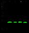 Ras Homolog Family Member A antibody, GTX01401, GeneTex, Western Blot image 