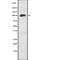 Hypoxia Up-Regulated 1 antibody, abx216109, Abbexa, Western Blot image 