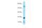 Amelogenin, Y isoform antibody, A12930, Boster Biological Technology, Western Blot image 