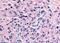 Purinergic Receptor P2Y12 antibody, NLS3742, Novus Biologicals, Immunohistochemistry paraffin image 