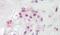 Paraoxonase 2 antibody, PA5-19257, Invitrogen Antibodies, Immunohistochemistry frozen image 