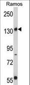 RPTOR Independent Companion Of MTOR Complex 2 antibody, LS-C100810, Lifespan Biosciences, Western Blot image 