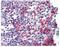Platelet Derived Growth Factor Receptor Like antibody, NBP1-19191, Novus Biologicals, Immunohistochemistry frozen image 