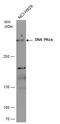 Protein Kinase, DNA-Activated, Catalytic Subunit antibody, GTX109673, GeneTex, Western Blot image 
