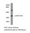 NFKB Inhibitor Beta antibody, LS-C177917, Lifespan Biosciences, Western Blot image 