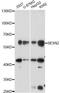 Sestrin-2 antibody, LS-C749229, Lifespan Biosciences, Western Blot image 