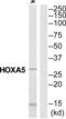 Homeobox A5 antibody, abx014532, Abbexa, Western Blot image 