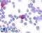 G Protein-Coupled Receptor 35 antibody, LS-A3, Lifespan Biosciences, Immunocytochemistry image 