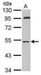 SAMM50 Sorting And Assembly Machinery Component antibody, PA5-31202, Invitrogen Antibodies, Western Blot image 