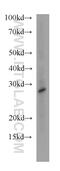 Haloacid Dehalogenase Like Hydrolase Domain Containing 3 antibody, 20821-1-AP, Proteintech Group, Western Blot image 