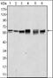 AKT Serine/Threonine Kinase 2 antibody, orb89424, Biorbyt, Western Blot image 