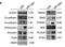 Hepatocyte Growth Factor antibody, NB100-2696, Novus Biologicals, Western Blot image 