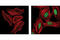 Cell Cycle And Apoptosis Regulator 2 antibody, 4880S, Cell Signaling Technology, Immunofluorescence image 