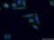 Phosphatidylinositol Glycan Anchor Biosynthesis Class M antibody, 20421-1-AP, Proteintech Group, Immunofluorescence image 