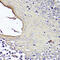 Keratin 1 antibody, 16-521, ProSci, Immunohistochemistry frozen image 