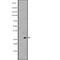 Interleukin 11 antibody, abx148017, Abbexa, Western Blot image 