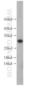 Charged Multivesicular Body Protein 6 antibody, 16278-1-AP, Proteintech Group, Western Blot image 