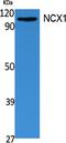 Solute Carrier Family 8 Member A1 antibody, A03876, Boster Biological Technology, Western Blot image 