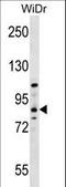 Hook Microtubule Tethering Protein 1 antibody, LS-C159860, Lifespan Biosciences, Western Blot image 