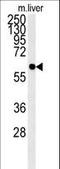 Prenylcysteine Oxidase 1 Like antibody, LS-C163457, Lifespan Biosciences, Western Blot image 