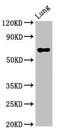 Transcription Factor EB antibody, CSB-PA023429EA01HU, Cusabio, Western Blot image 