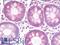 Cytochrome P450 Family 2 Subfamily U Member 1 antibody, LS-B9673, Lifespan Biosciences, Immunohistochemistry paraffin image 