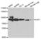 Exostosin Glycosyltransferase 1 antibody, abx001647, Abbexa, Western Blot image 