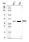 Proteasome 26S Subunit, Non-ATPase 8 antibody, A12465-1, Boster Biological Technology, Western Blot image 
