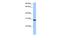 RALY RNA Binding Protein Like antibody, PA5-41957, Invitrogen Antibodies, Western Blot image 