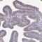 Tetratricopeptide Repeat Domain 26 antibody, NBP1-84035, Novus Biologicals, Immunohistochemistry paraffin image 