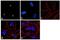 Spectrin Beta, Non-Erythrocytic 4 antibody, 701938, Invitrogen Antibodies, Immunofluorescence image 