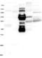 RAS Protein Activator Like 1 antibody, NBP2-13204, Novus Biologicals, Western Blot image 