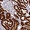 Trafficking Protein Particle Complex 1 antibody, NBP2-30722, Novus Biologicals, Immunohistochemistry paraffin image 