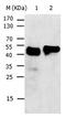 Keratin 17 antibody, orb107345, Biorbyt, Western Blot image 
