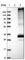 Fat Storage Inducing Transmembrane Protein 1 antibody, HPA019842, Atlas Antibodies, Western Blot image 