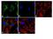 Autophagy Related 12 antibody, 710716, Invitrogen Antibodies, Immunofluorescence image 