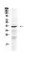 NDRG Family Member 3 antibody, PA5-79723, Invitrogen Antibodies, Western Blot image 