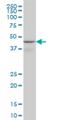 WD Repeat Domain, Phosphoinositide Interacting 1 antibody, H00055062-M02, Novus Biologicals, Western Blot image 